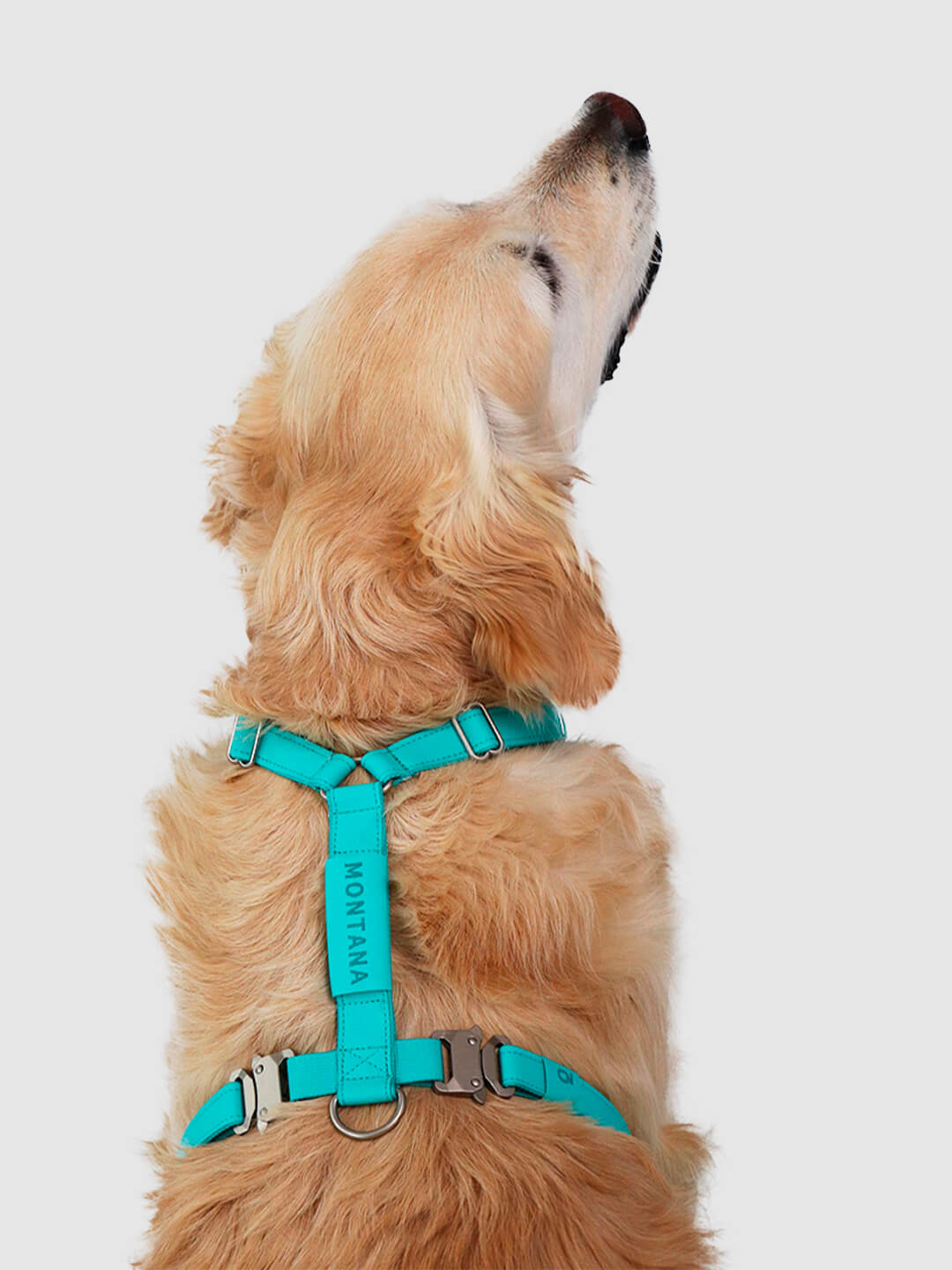 3 in one dog harness sale