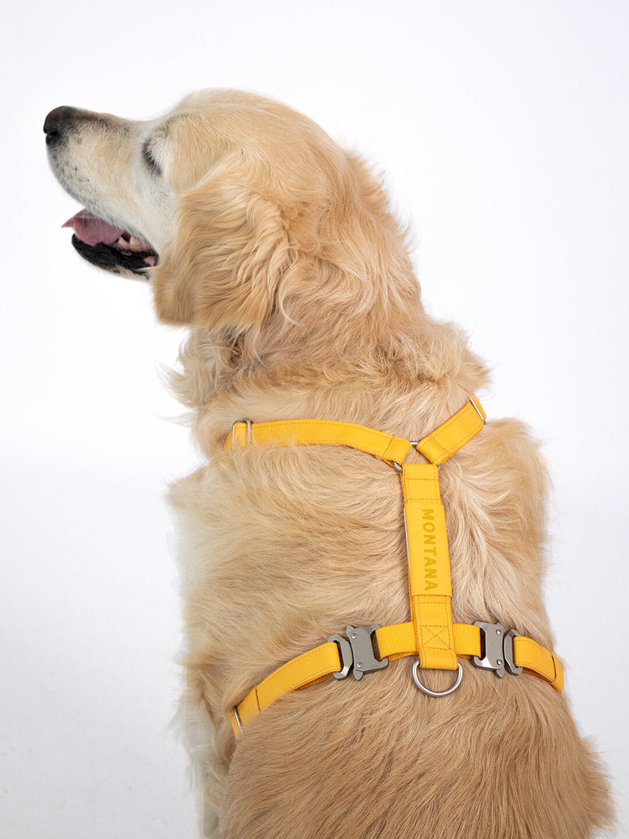 Air Harness