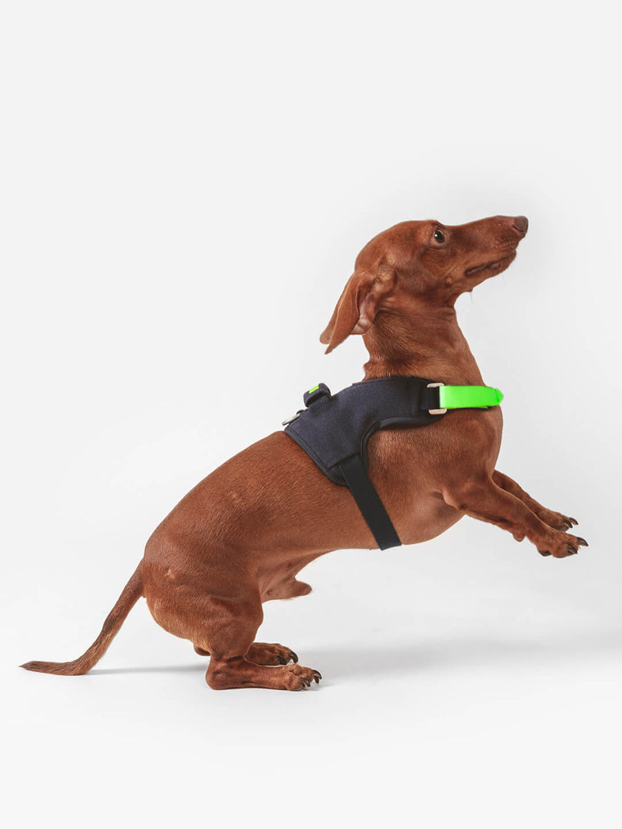 Hug a hot sale dog harness